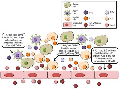 Neurotoxicity and Cytokine Release Syndrome After Chimeric Antigen Receptor T Cell Therapy: Insights Into Mechanisms and Novel Therapies